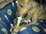 Dvaergpinscher Snoopy 