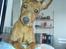 Dvaergpinscher Snoopy 