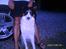 Border collie charly
