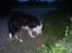 Border collie charly