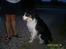 Border collie charly