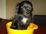 Chihuahua  - ~°º• Nico •º°~ -  - Og blive vejet er ik så sjovt.. smil