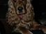 Cocker spaniel Frida - Lige leget fotomodel, og min menneskemor syntes billedet skulle være mørkt rundt om mig