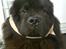 Chow chow Oscar - Dejlige Oscar som er ved at få sele på