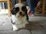 Shih tzu Timon