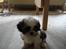 Shih tzu Timon