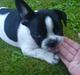 Fransk bulldog Nuba