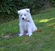 Samojedhund Mimmi