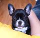 Fransk bulldog Gizmo