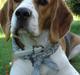 Beagle ANTON *Savner dig*