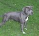 Staffordshire bull terrier Blue Blazer Girl