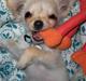Chihuahua  Elliot 