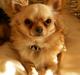 Chihuahua      *Ronaldo*