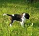 Cavalier king charles spaniel Luna