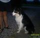 Border collie charly