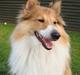 Shetland sheepdog mulle - NYE billeder!