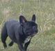 Fransk bulldog fie