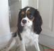 Cavalier king charles spaniel cherie