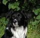 Border collie Joy