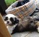 Shih tzu Timon