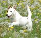 Jack russell terrier hel