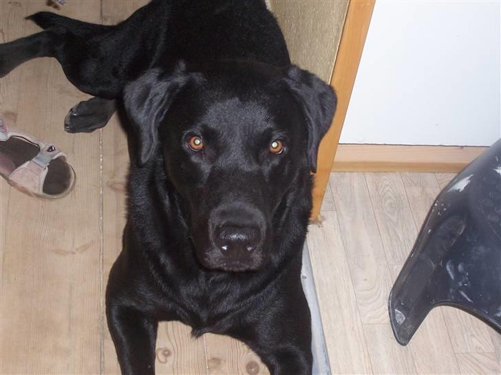 Labrador retriever Batmore-Zulu billede 5