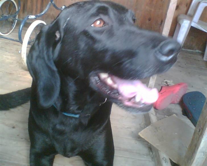 Blanding af racer Tøsen - Tøsen er ivrig: "mette skal vi snart ud at springe?" billede 6