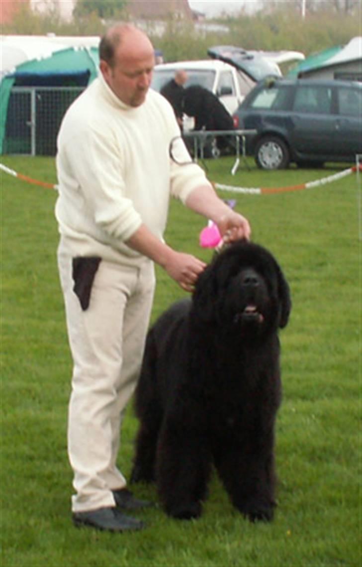 Newfoundlænder Al Capone billede 1