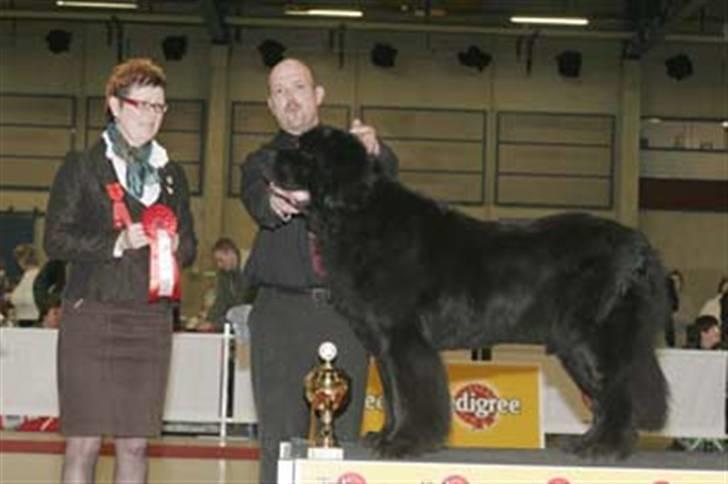 Newfoundlænder Al Capone billede 2