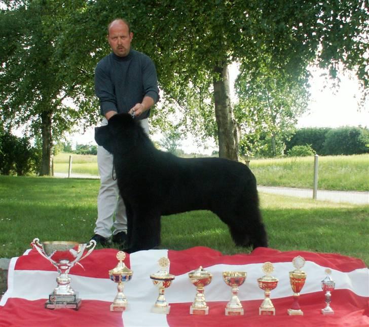 Newfoundlænder Al Capone - her bliver vi års senior billede 3