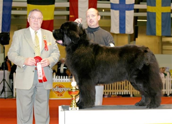 Newfoundlænder Al Capone billede 4