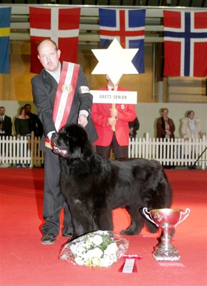 Newfoundlænder Al Capone billede 5