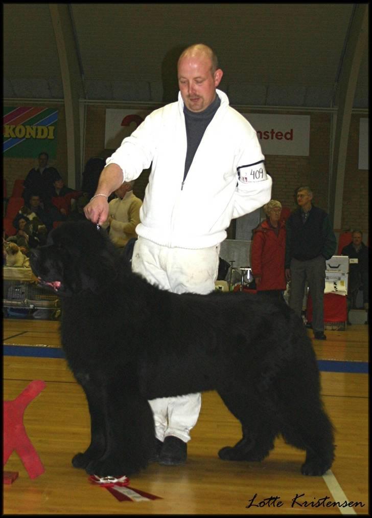 Newfoundlænder Al Capone billede 6