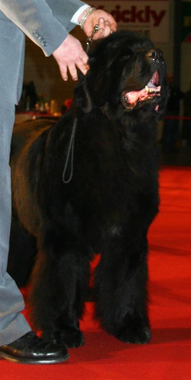 Newfoundlænder Al Capone billede 7