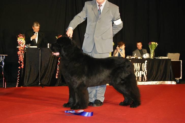 Newfoundlænder Al Capone billede 8