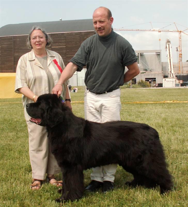 Newfoundlænder Al Capone billede 9