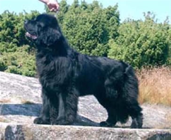 Newfoundlænder Al Capone - her er vi på bornholm på in sten billede 10