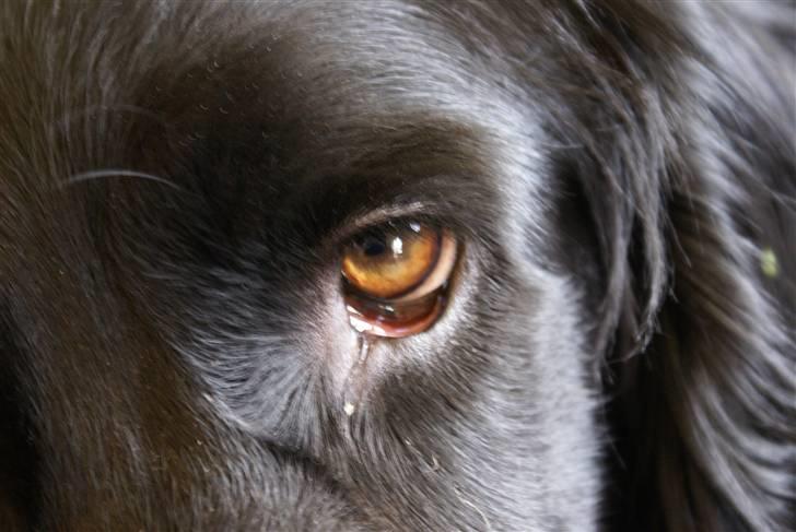 Blanding af racer Freja *Himmelhund* - Et lidt ældre billede af Freja... Nyere billeder kommer snart billede 1