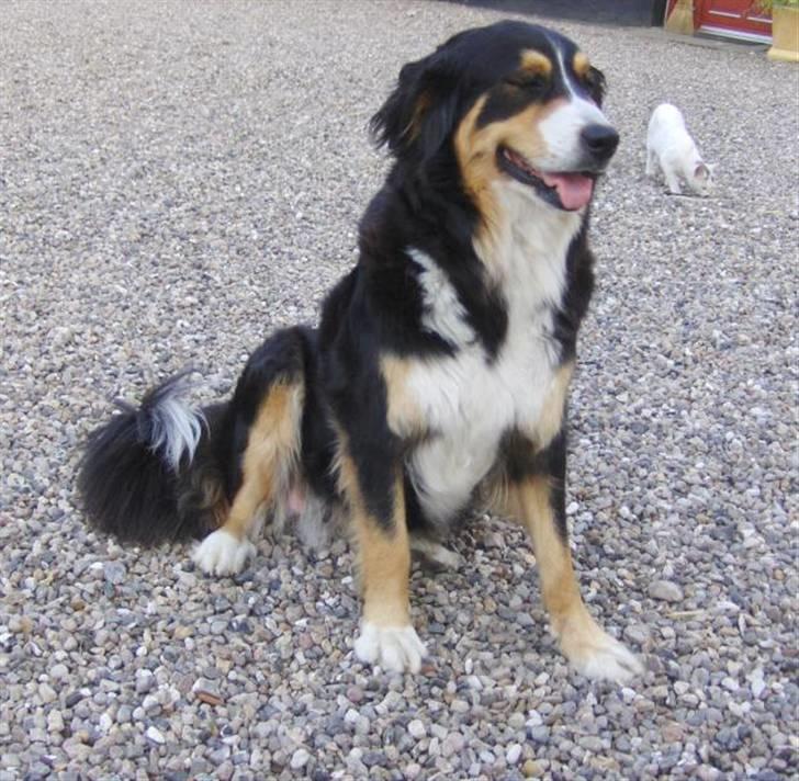 Blanding af racer Freja - Py, ha det er en varm dag........... billede 9