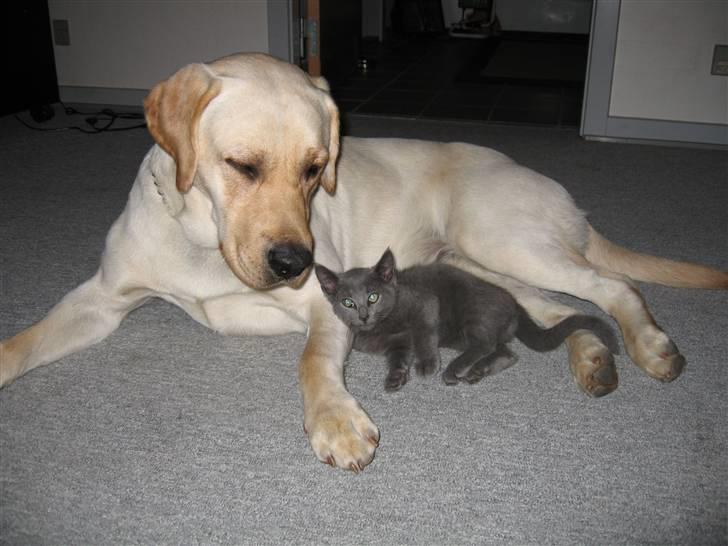 Labrador retriever Max - #jeg skal nok passe på dig min lille ven" billede 6