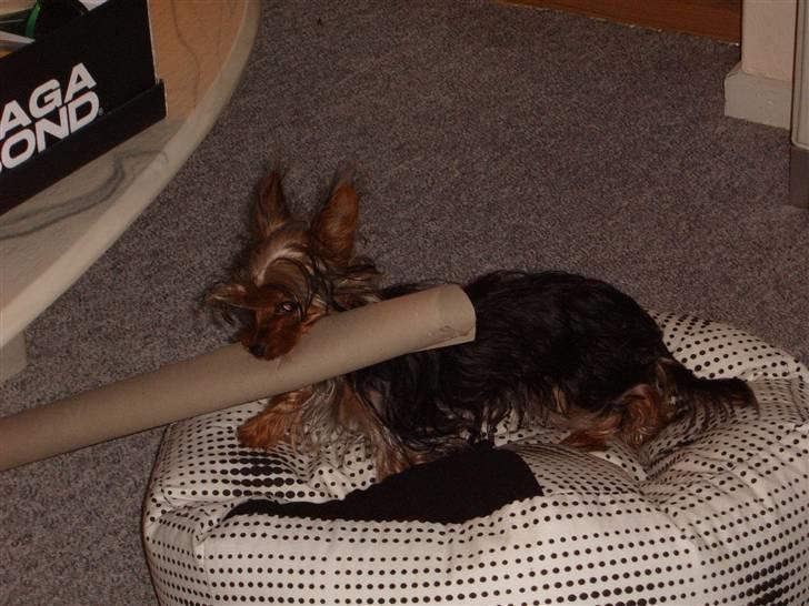 Yorkshire terrier Ozzy - Hvis du pakker gaverne ind, så klarer jeg resten... hæ hæ billede 15