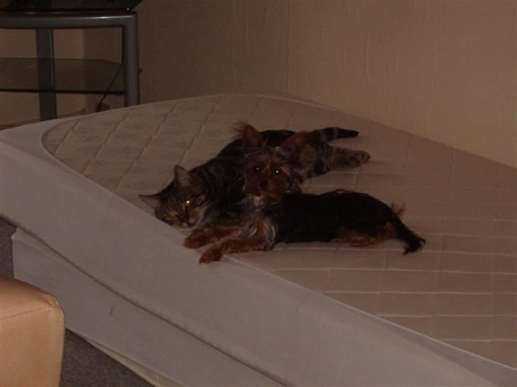 Yorkshire terrier Ozzy - Vores kat Charlie var Ozzy´s bedste ven... før han kom galt afsted... snøft billede 16