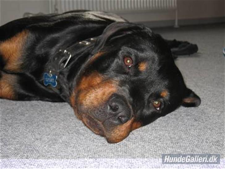 Rottweiler Spike - "hmmm en lille lur er dejligt" billede 8
