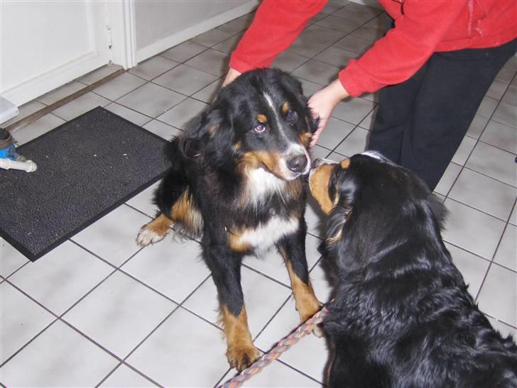 Berner sennenhund Afrodite - Afrodite (6 mdr.) på besøg hos far Johansen (Harley) billede 6