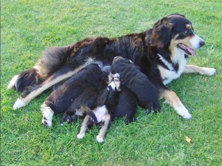Berner sennenhund Afrodite - Afrodite ligger på ryggen og spiser :o) billede 7