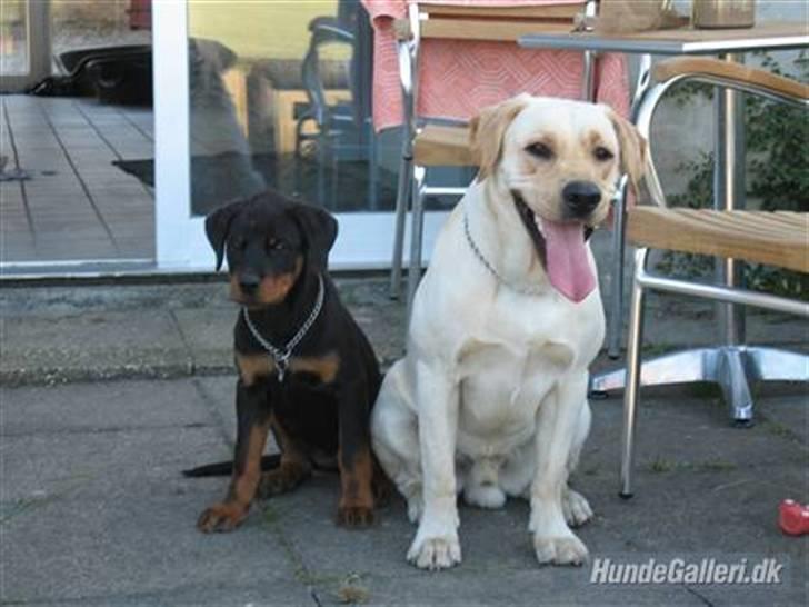 Rottweiler Spike - mig og min storebror billede 9