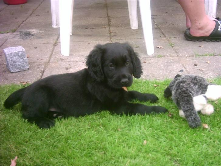 Blanding af racer Freja *Himmelhund* billede 2