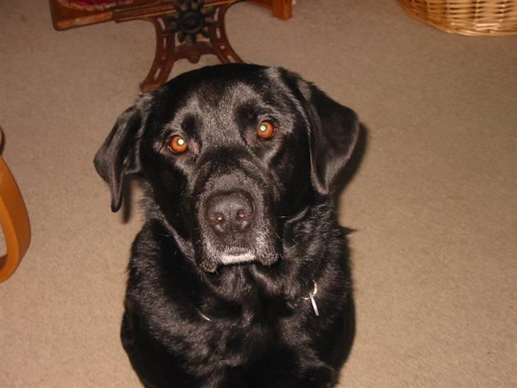 Blanding af racer Tyson billede 7