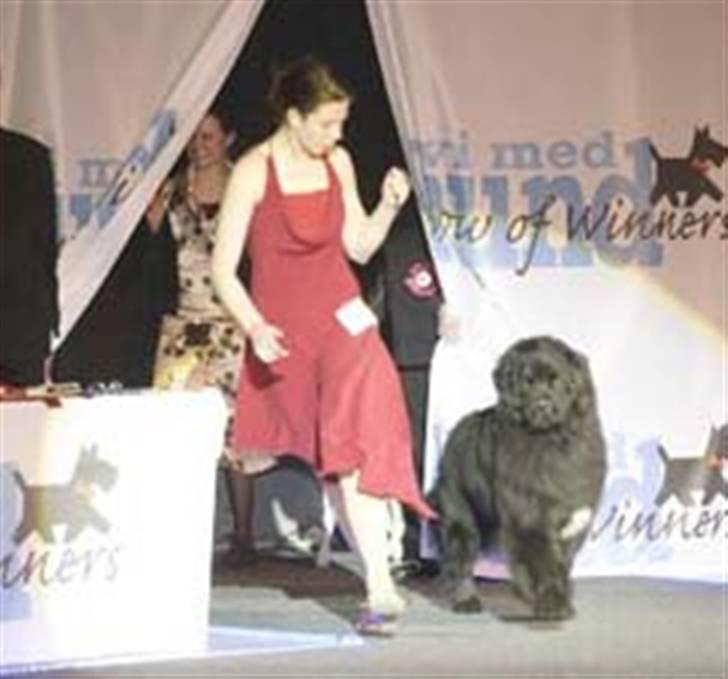 Newfoundlænder black houdini" lady pearl billede 2