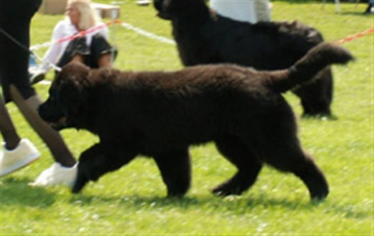 Newfoundlænder black houdini" lady pearl billede 3